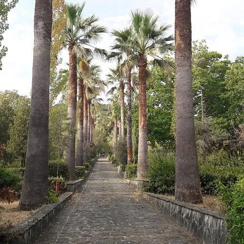 Viale alberato con alte palme nella zona di Lamezia Terme