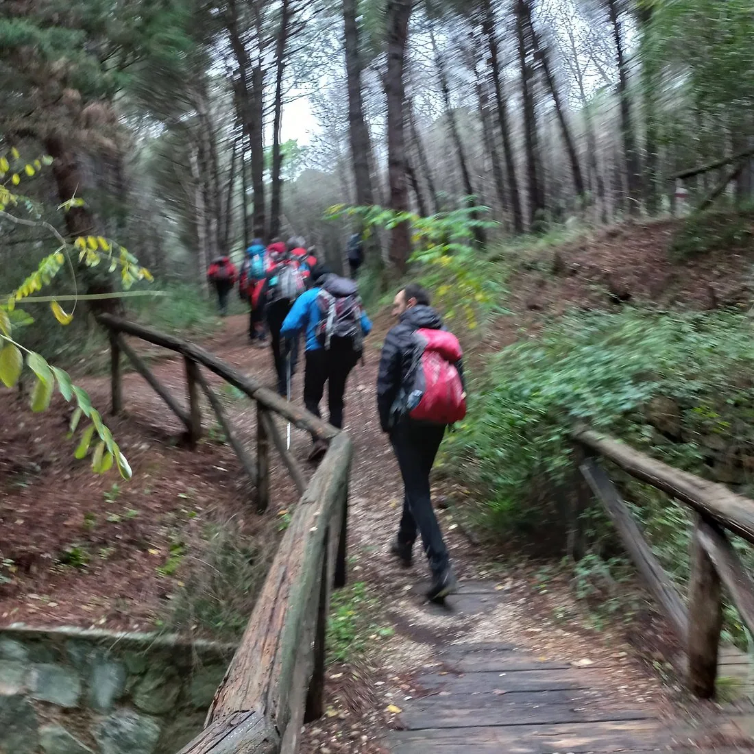 Escursionisti lungo un sentiero nel bosco di Lamezia Terme